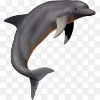 普通宽吻海豚短喙普通海豚