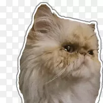 胡须，家养长毛猫皮毛鼻猫