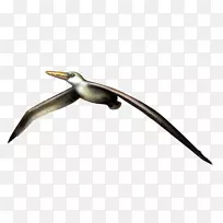 喙海鸟-滑翔伞