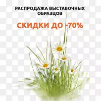 花卉剪贴画普通雏菊图像数码剪贴簿-70%