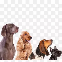 苏塞克斯猎犬英国小猎犬博伊金猎犬爱尔兰赛特犬带骨犬