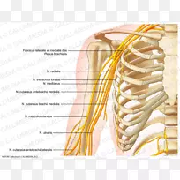 神经系统神经臂人体解剖臂