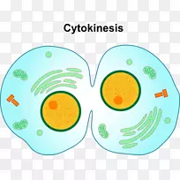 有丝分裂/胞质分裂细胞分裂-癌细胞卡通