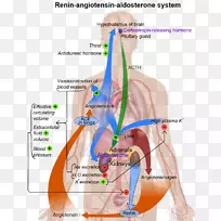 肾素-血管紧张素-醛固酮系统：方法和方案肾素-血管紧张素系统血管紧张素转换酶-肾上腺动画