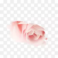 花园玫瑰粉红m瓣近距离-敬请期待