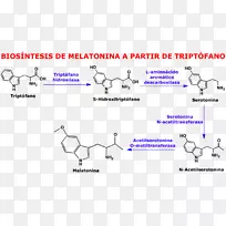 血清素化学色氨酸分子褪黑素-血压