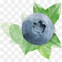 欧洲蓝莓叶蓝莓-蓝莓果实