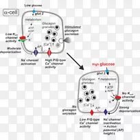 胰高血糖素分泌α细胞ATP敏感性钾通道分泌