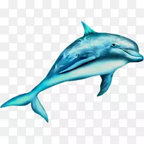 缅因州Broserie法国河海豚海洋海豚