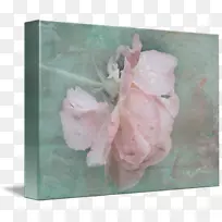 粉红色的花瓣-它的雨