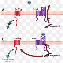 修补刺猬信号通路ptch 1信号转导细胞信号转导-前列腺