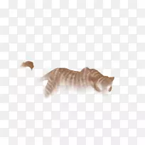 胡须猫动物尾猫