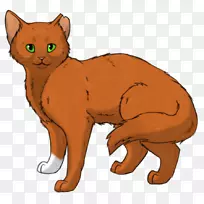 小猫须，马克斯猫，家养短毛猫武士-小猫