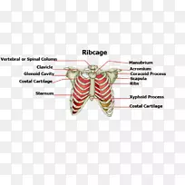 肋骨胸骨-人体骨结构