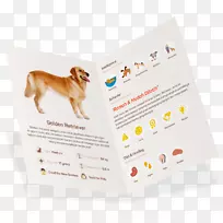 犬种小狗西高地白狗-彭布罗克威尔士犬