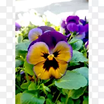 潘西紫罗兰一年生植物花瓣-紫罗兰