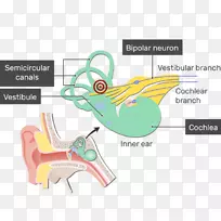 前庭耳蜗神经前庭神经元
