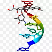 药物化学配体分子结构-dna结构人
