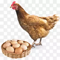 肉鸡Vanaraja水牛翼鸡作为食物png图片.鸡蛋