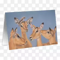羚羊、鹿、南非水鸟-鹿