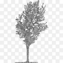 计算机图标图像树枝树