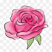 花园玫瑰剪贴画卷心菜插画-花