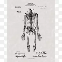 人体骨骼人体解剖