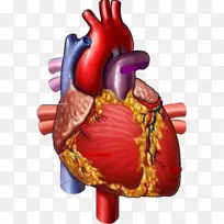 医学心脏说明循环系统-心脏