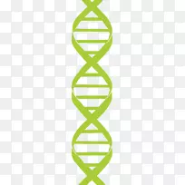 剪贴画核酸双螺旋dna遗传学dna链