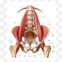腰大肌髂腰肌解剖人体神经根脊柱