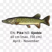 鲑鱼北梭子鱼09777鱼产品-河流和湖泊