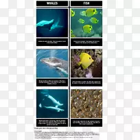 海洋Amos&鲍里斯海豚脊椎动物-鱼类
