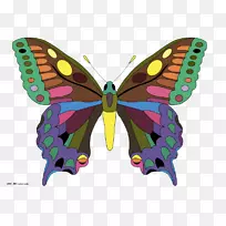 帝王蝶，毛茸茸的蝴蝶，昆虫奶油带，燕尾蝶