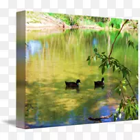 鸭水资源生态系统湿地塘鸭