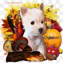 西部高地白色小猎犬，诺维奇猎犬，凯恩犬，同伴狗-小狗
