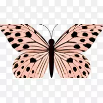 蝴蝶剪贴画图片蝴蝶和蛾昆虫-ms。