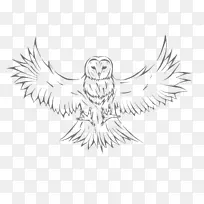 猫头鹰素描图像图形.OWL