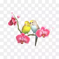鹦鹉爱鸟鹦鹉png网络图.鹦鹉