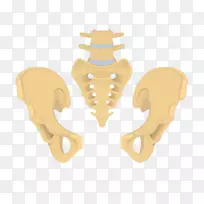 髋骨骨盆骶骨尾骨骶骨