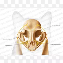 颅骨颞骨解剖头盖骨