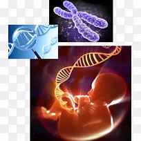 人类基因组遗传学