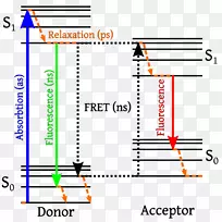 F rster共振能量转移荧光Jablonski图-能量