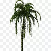 亚洲棕榈树椰子椰枣