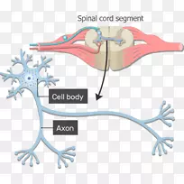 神经元轴突神经系统胞体神经体结构