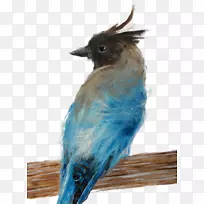 蓝鸦钴蓝动物群蓝鸟-羽毛