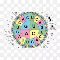 翻译遗传代码rna氨基酸dna密码子表环图