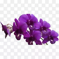 紫罗兰花紫色剪贴画紫丁香紫罗兰