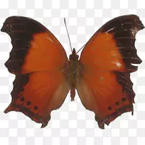 毛茸茸的蝴蝶