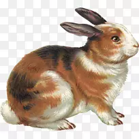 国内兔剪贴画复活节兔子插图-sl