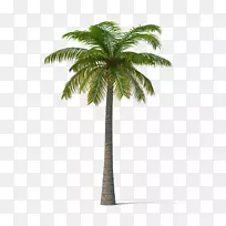 亚洲棕榈加州棕榈槟榔棕榈树墨西哥扇形棕榈树